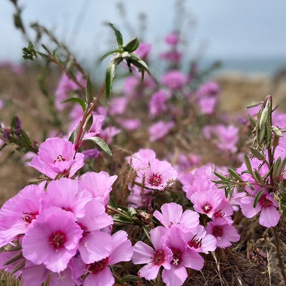 Meet your Posher, Jennifer - Picture 8 of 15